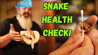 How To Do a Health Check On a Snake