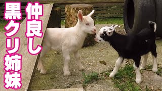 仲良し子ヤギの姉妹　黒クリ姉妹　2020年5月3日　Two kids goats are good friends