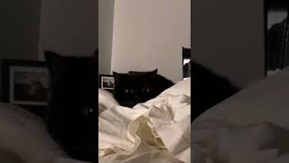 Funny Black Cat #cat #shorts