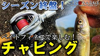 【チャビング】シーズン終盤！ベイトフィネスで楽しむ！チャビング【レイン坊ちゃんねる～Rainbow’ｓ Japanese Fishing Life～】