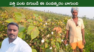 ఈ సంవత్సరం పత్తి పంట దిగుబడి బాగుంది | కానీ ముందు సంవత్సరం మీద రేటు తక్కువ పలుకుతుంది