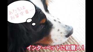 【インターペット】に潜入してみた！ルキ家初めてのインタペ🐕