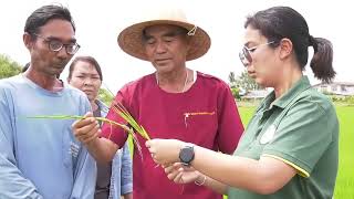 แนะนำศูนย์วิจัยข้าวปทุมธานี ภาษาอังกฤษ  67