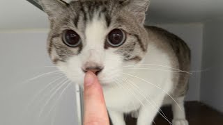 ペットホテル　猫さんのお泊り