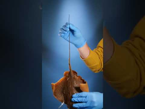 Is it illegal to have a pet stingray?