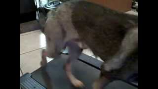 Obi Rehabilitation on Treadmill After Hip Replacement Surgery