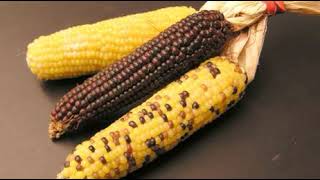 Shoepeg corn | Wikipedia audio article