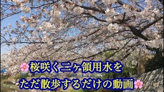 桜咲く二ヶ領用水をただ散歩するだけの動画🌸