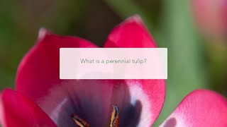 What is a perennial tulip? How long do tulip bulbs last? Can I replant tulips?