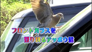 フロントガラスに挑むキジバトのテッポウ君　～Funny Turtle Dove, climb up the windshield.～