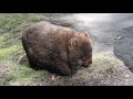 Wombats and walking tracks around the Cradle Mountain area.