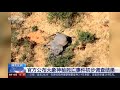 非洲博茨瓦纳数百头大象神秘死亡