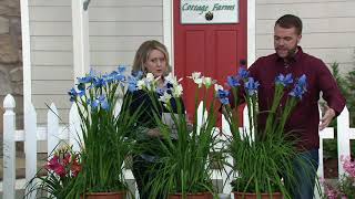 Cottage Farms 3-Piece Siberian Iris Plant Collection on QVC