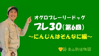 【東山動植物園公式】プレ３０（第6回）～にんじんはそんなに編～ 《 オグロプレーリードッグ　プレーリードッグ 》