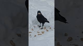 Crow picks peanuts. #shorts #birdwatching #crows