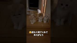 夜遅くに子猫たちが迎えにきました【ミヌエット】【出産】#Shorts