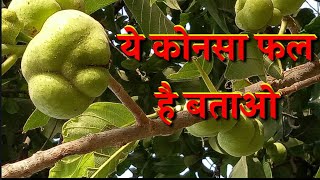 Badher ka Fal//Monkey fruit//एक अनोखा फल//इस फल के बारे में जाने//lakoocha fruit//vijay waves