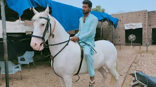 Horse farming in Pakistan Punjab||nukra horse breeding