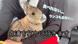 うさぎが去勢手術後、食欲がありません