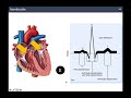 ¿como leer un electrocardiograma introducción