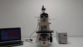 Zeiss Axioplan 2 Fluorescence Motorized Phase Contrast DIC Polarized Microscope [BOSTONIND] - 15953