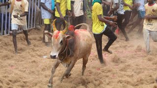 செவலை அகரம் ஜல்லிக்கட்டு பேரவை செவலை jallikattu lover whatsapp status tamil thunai thalaivar senthil