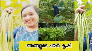 ഞങ്ങളുടെ പയർ കൃഷിയും  വിളവെടുപ്പും||#payar krishi in malayalam|How to grow long beans