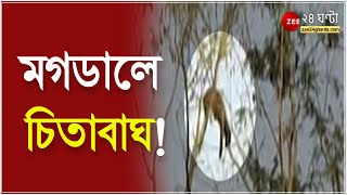 Naxalbari: ফের লোকালয়ে বাঘ আতঙ্ক! নকশালবাড়িতে মগডালে চিতাবাঘ, বাঘ নামাতে হিমশিম বন দফতর