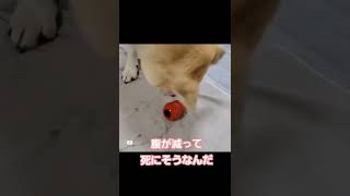 【犬 保護犬 日常】『孤独のグルメわんこ』　チョビかわ！  Loveドックフード\u0026おやつ　#doglove