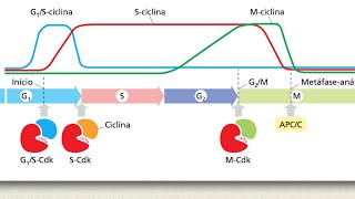 Ciclo celular  Pt 1