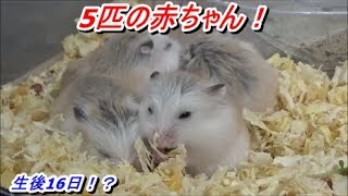 【ハムスター】実はもう5匹生まれてました！（Roborovskii Hamster）