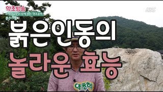 붉은색 인동의 효능[약초방송]