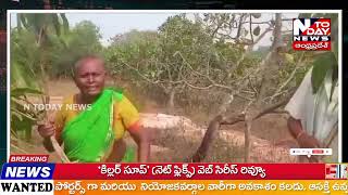 @NTODAYNEWS //సోమవరం గ్రామంలో కష్టపడి పెంచుకున్న ఆరునెల మామిడి మొక్కలు నరికారని ఆవేదన