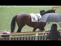 【現地撮影】2022年1月23日小倉競馬7rレッドファーロ パドックで馬っ気を出す。