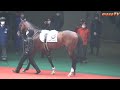 【現地撮影】2022年1月23日小倉競馬7rレッドファーロ パドックで馬っ気を出す。