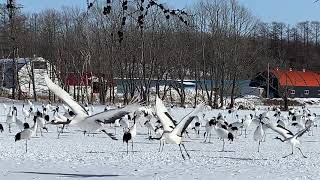 Rare Mating Dance of the Iconic Japanese Tancho Crane, Tsurui Village, Hokkaido