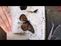 zoo volunteer performs delicate butterfly wing transplant butterfly rescue