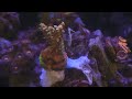 acropora sps order budman coral reefs saltwater aquarium coral reef nano tank update