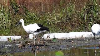 鳴門コウノトリ 2018/10/21 撮影 成長記録 徳島県鳴門市