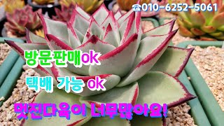 #조아다육#단품찜하기 #보물찾기하기#택배가능