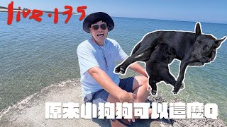 〔蔡哥直播〕#135 原來小狗狗可以這麼Q