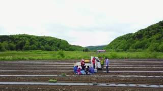 北海道かぼちゃ畑の苗植え・北海道の初夏 with ドローン（士別市朝日町・三栄アグリ）- produced by ソラカメ北海道