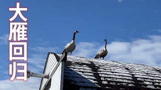 春天来了，南飞的大雁都回来了，我们院子里也变得热闹起来，今早被大雁呼朋唤友的声音吸引出来， 拍下来，记录一下早春的开始。