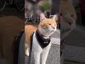 最後の威圧ポーズなんなの【歌舞伎シリーズ】 元野良猫チャチャ ねこ cat ネコ 猫 猫武将 猫侍