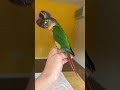 we will train a green cheek conure what color mutation is he parrot bird