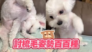 軟Q馬爾濟斯倒U享受梳毛　見媽停下握手催促還要😆｜寵物動物｜狗狗｜精選影片