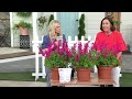 cottage farms 3 piece rosie posie humingbird mint live plants on qvc