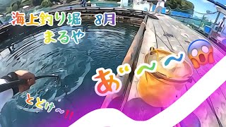 海上釣り堀まるや　8月　叫びまくりの後半戦