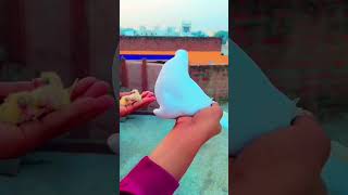 Finally Aaj donon bacche nikal Gaye#vlog #support #minivlog #subscribe#pigeon