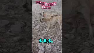 İşte batmanda köpekler böyle yaptı